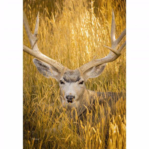 Picture of Mule Deer Buck 24x36 *D