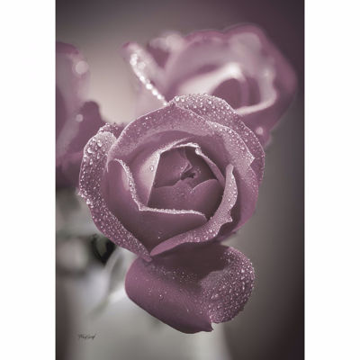 Picture of Dusty Rose Buds 36x24 *D