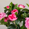 Picture of Camellia Plant