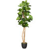 Picture of Fiddle Leaf Fig Tree