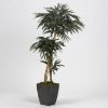 Picture of 2 Branch Weeping Fiscus Tree