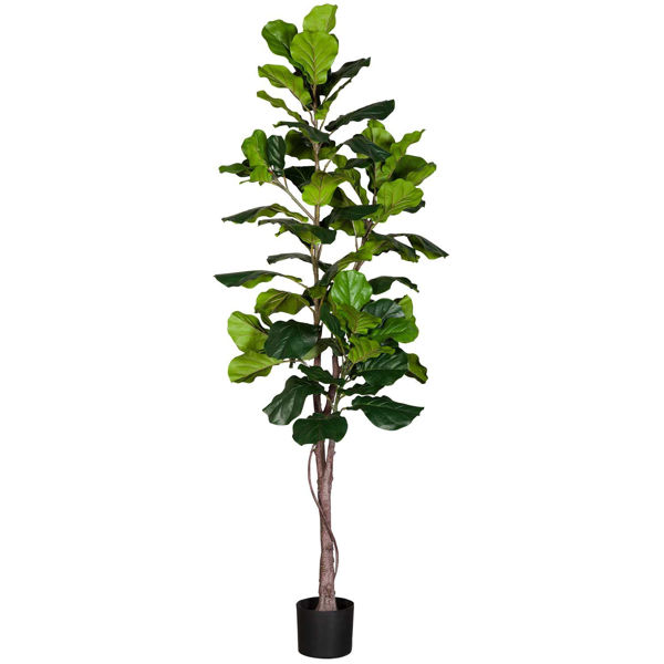 Picture of Faux Tall Ficus Tree