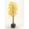 Picture of Fall Aspen Tree 72 In W Metal