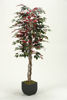 Picture of Red Ficus Tree 72 In W Metal C