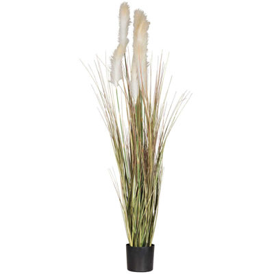 Picture of 6' Bulrush in Blk Plastic Pot