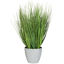 Picture of Onion Grass in Round Grey Pot