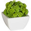 Picture of Round succulent in White Ceram