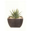 Picture of Aloe In Black Terra Green