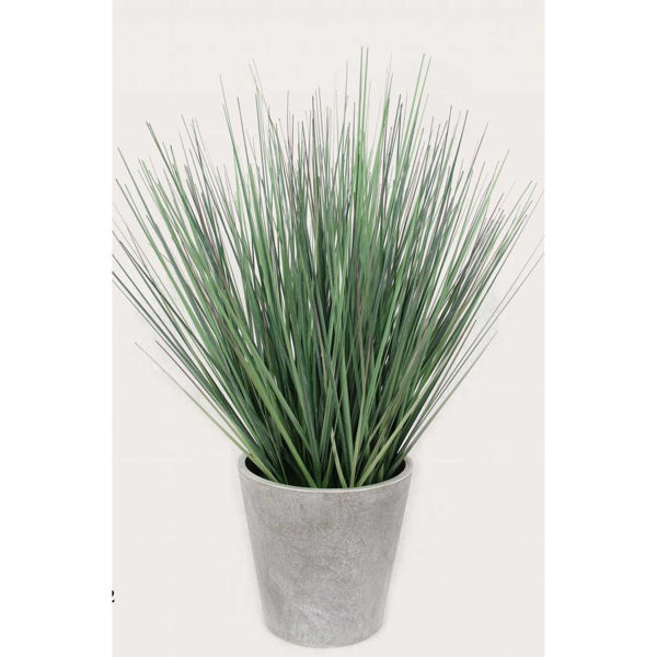 Picture of Onion Grass In White Pot