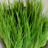 Picture of Malt Grass in Terracotta Pot