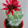 Picture of Cactus In Patterned Vase