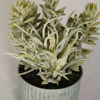 Picture of Succulent In Galvanized
