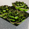 Picture of Succulents In Square Grey Vase