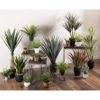 Picture of Green Plant In Round White Container