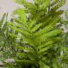 Picture of Fern In Round Container