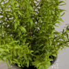 Picture of Ferns In Round Container