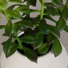 Picture of Green Plant In Round White Container