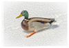 Picture of Quacks In The Snow