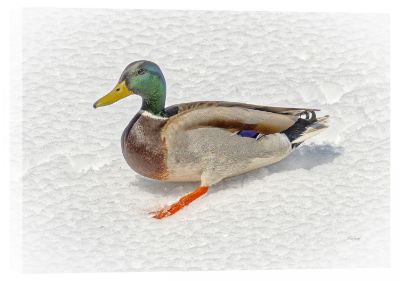 Picture of Quacks In The Snow