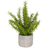 Picture of Ferns In Round Container