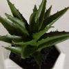 Picture of Leaves In Round White Container