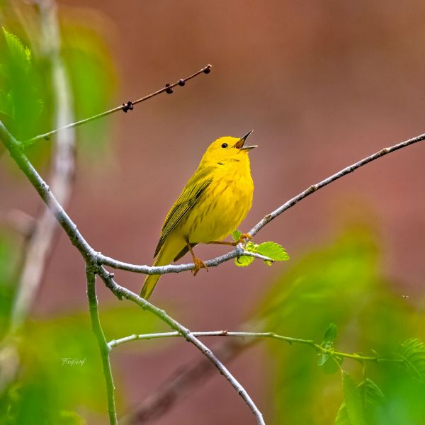 Picture of Happy Yellow Warbler