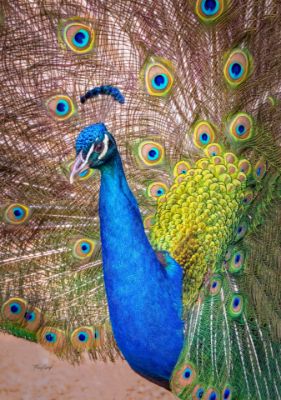 Picture of Peacock Splendor