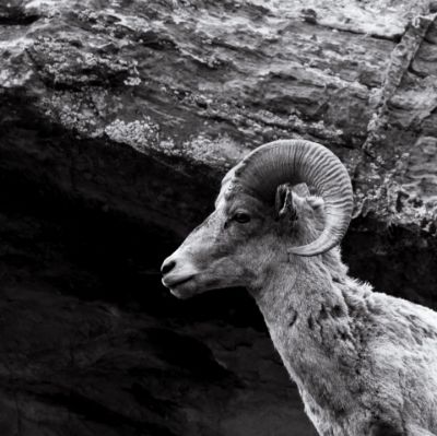 Picture of Big Horn Sheep