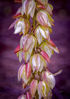 Picture of Yucca Blooms