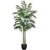 Picture of Areca Palm Tree