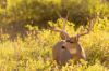 Picture of Buck In The Garden