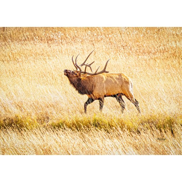 Picture of Bull Elk Bugling