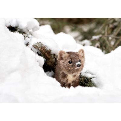 Picture of Pine Marten in Snow