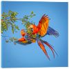 Picture of Scarlet Macaw Playing