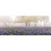 Picture of Foggy Bluebonnets