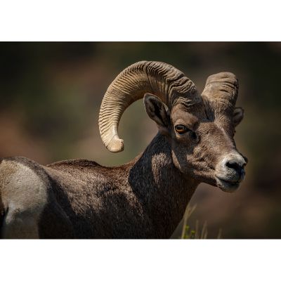 Picture of Bighorn Sheep, hair removed