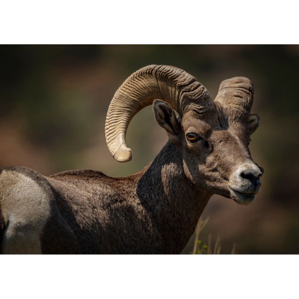 Picture of Bighorn Sheep, hair removed