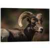 Picture of Bighorn Sheep, hair removed