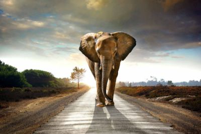 Picture of Elephant Walk Tempered Glass