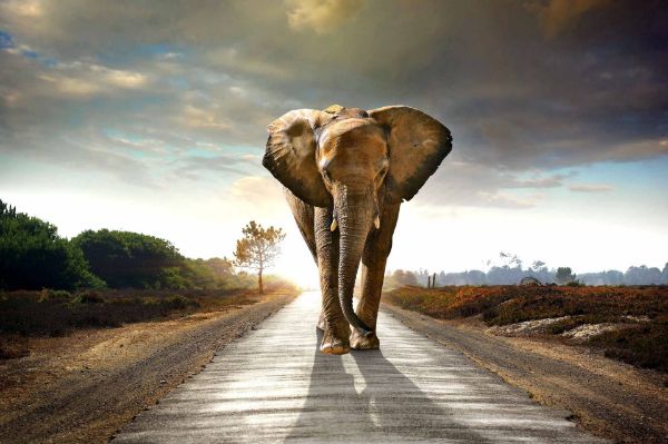 Picture of Elephant Walk Tempered Glass
