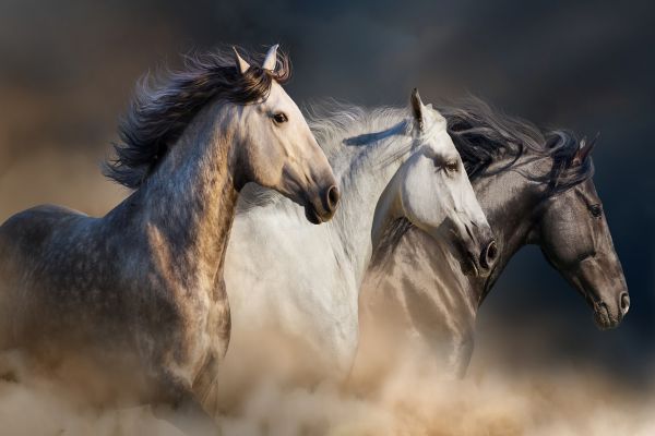 Picture of Three Horses On The Run Tempered Glass