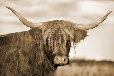 Picture of Highland Cow Tempered Glass
