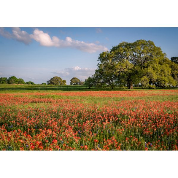 Picture of Field of Flowers