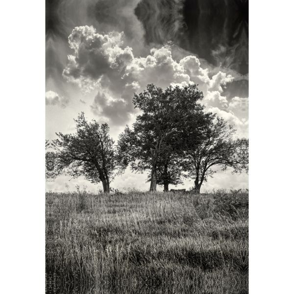 Picture of Trees After Storm