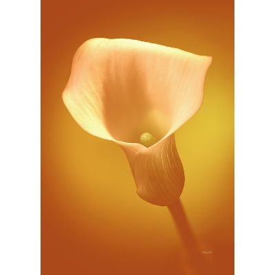 Picture of Dreamy Calla Lily Flower In Gold