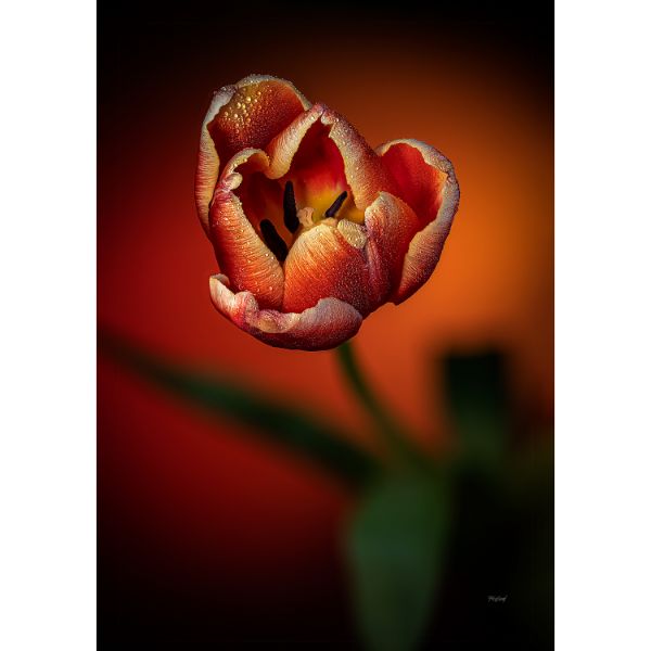 Picture of Dewy Tulip In Orange