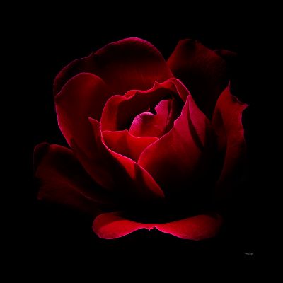 Picture of Shadow Of A Rose