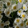 Picture of Mums in a Watering Can