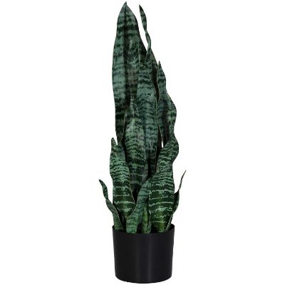 Picture of 26in Sansevieria Plant