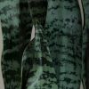 Picture of 26in Sansevieria Plant